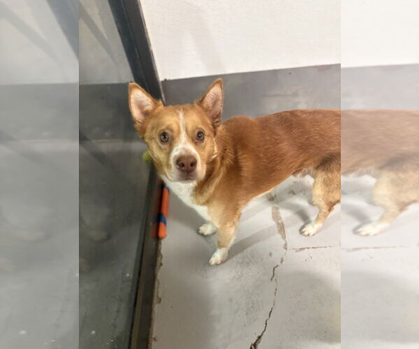 Medium Photo #2 Chihuahua-Unknown Mix Puppy For Sale in Studio City, CA, USA