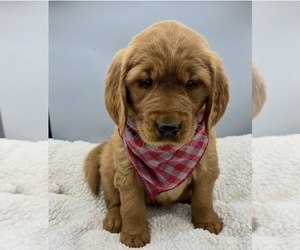 Golden Retriever Puppy for sale in FREDERICKSBG, OH, USA