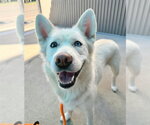 Small #1 Siberian Husky Mix