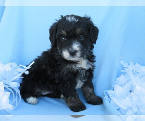 Miniature Bernedoodle Puppy for sale in SHILOH, OH, USA