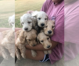 Goldendoodle-Poodle (Standard) Mix Puppy for sale in FORT SMITH, AR, USA