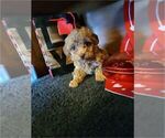 Small #14 Poodle (Toy)