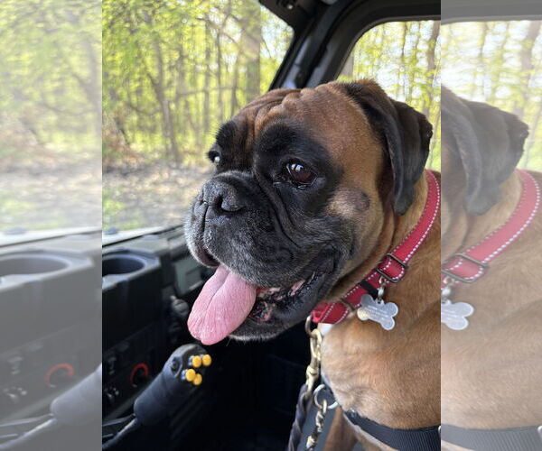 Medium Photo #5 Boxer Puppy For Sale in Woodbury, MN, USA