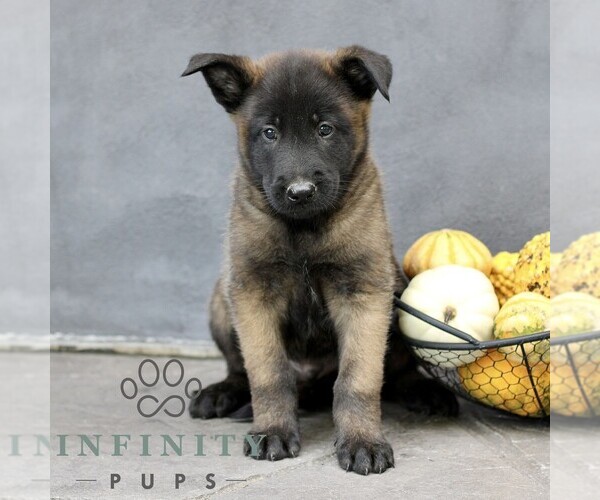 Medium Photo #1 Belgian Malinois Puppy For Sale in RONKS, PA, USA