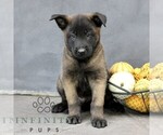 Remi - Male Belgian Malinois Puppy for Sale - Small photo