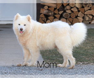 Mother of the Samoyed puppies born on 02/14/2021