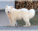 Small Photo #1 Samoyed Puppy For Sale in FREDERICKSBG, OH, USA