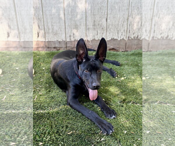 Medium Photo #3 Mutt Puppy For Sale in Sandy, UT, USA