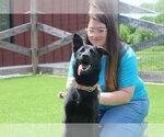 Small German Shepherd Dog Mix