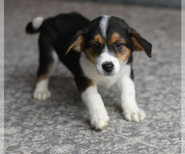 Medium Photo #2 Beagle-Border Collie Mix Puppy For Sale in Mechanicsburg, PA, USA