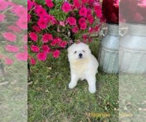 Samoyed Puppy for sale in OCONTO, WI, USA