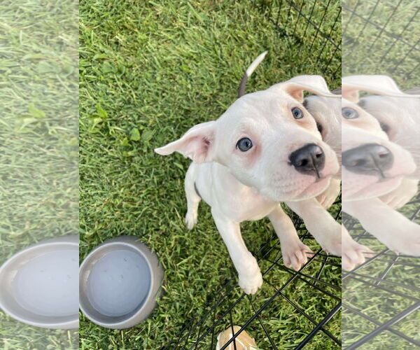 Medium Photo #7 American Pit Bull Terrier-Unknown Mix Puppy For Sale in Derwood, MD, USA