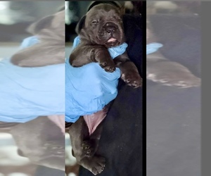 Cane Corso Puppy for sale in ANDERSON, IN, USA