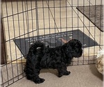 Small #8 ShihPoo