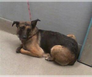 German Shepherd Dog-Unknown Mix Dogs for adoption in Las Vegas, NV, USA
