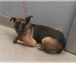 Small German Shepherd Dog Mix