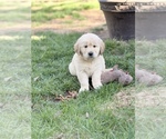 Small Photo #6 Golden Retriever Puppy For Sale in CHIPPEWA FALLS, WI, USA