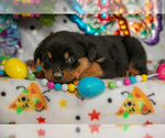 Puppy Harry Rottweiler