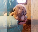 Small Photo #8 Australian Shepherd Puppy For Sale in MONONA, IA, USA