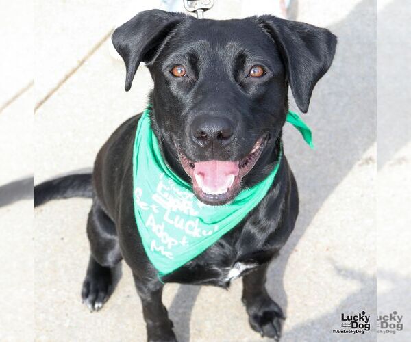 Medium Photo #2 Labrador Retriever-Retriever  Mix Puppy For Sale in Washington, DC, USA
