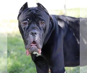Mutt Dogs for adoption in Modesto, CA, USA