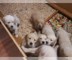 Small Photo #13 Golden Retriever Puppy For Sale in ATHENS, GA, USA