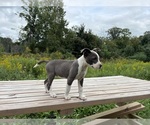 Small Bullypit-Labrador Retriever Mix
