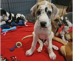 Small #31 Great Dane