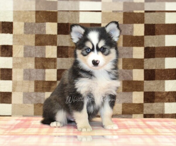 Medium Photo #1 Pomsky Puppy For Sale in DENVER, PA, USA