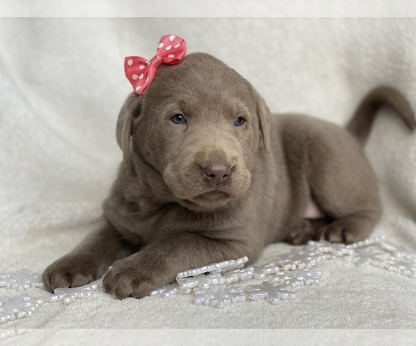 Medium Photo #9 Labrador Retriever Puppy For Sale in CEDAR LANE, PA, USA