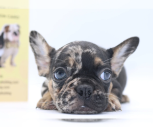 French Bulldog Puppy for sale in MARIETTA, GA, USA