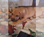 Small Photo #8 Presa Canario Puppy For Sale in ROANOKE, VA, USA