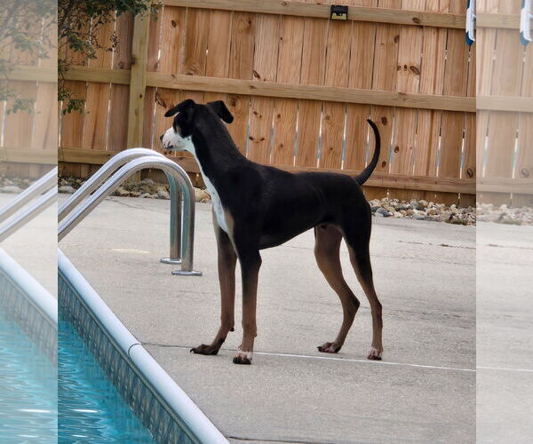 Medium Photo #3 Unknown-Whippet Mix Puppy For Sale in Virginia Beach, VA, USA