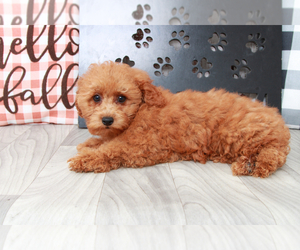 Poodle (Miniature) Puppy for sale in MARIETTA, GA, USA