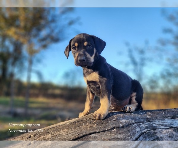 Medium Photo #6 Catahoula Leopard Dog Puppy For Sale in CUMBY, TX, USA