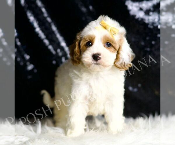 Medium Photo #6 Cavapoo Puppy For Sale in WARSAW, IN, USA