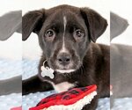 Small Photo #1 Labrador Retriever-Unknown Mix Puppy For Sale in Kennesaw, GA, USA
