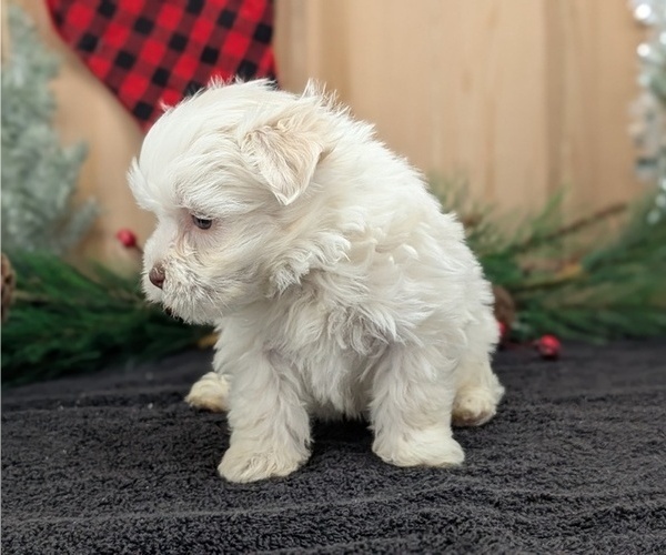 Medium Photo #6 Havanese Puppy For Sale in GOSHEN, IN, USA