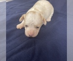 Small Photo #2 Maltipoo Puppy For Sale in JASPER, GA, USA