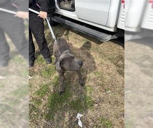 Mutt Dogs for adoption in Houston, TX, USA