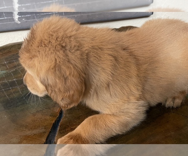 Medium Photo #2 Golden Retriever Puppy For Sale in NEOSHO, MO, USA