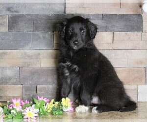 Gollie Puppy for sale in FREDERICKSBURG, OH, USA