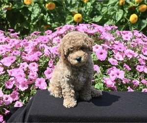 Poodle (Miniature) Puppy for sale in APPLE CREEK, OH, USA