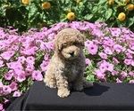 Image preview for Ad Listing. Nickname: Teddy