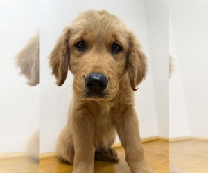Golden Retriever Puppy for sale in WILLIAMSTOWN, KY, USA
