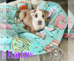 Small #3 Staffordshire Bull Terrier Mix