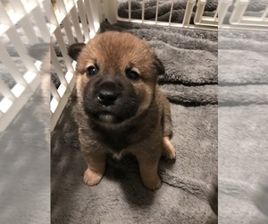Shiba Inu Puppy for sale in OAKLAND, CA, USA