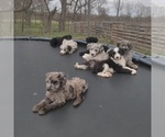 Small Photo #4 Aussiedoodle Puppy For Sale in COUCH, MO, USA