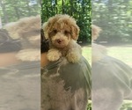 Small #1 Aussiedoodle Miniature -Poodle (Miniature) Mix