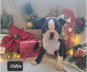Boston Terrier Puppy for sale in POMEROY, OH, USA